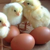 /product-detail/broiler-hatching-eggs-cobb-500-and-ross-308-chicken-ross-broiler-chicken-eggs-for-sale-50040400923.html