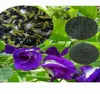 /product-detail/dried-butterfly-pea-flower-tea-from-thailand-50035531641.html