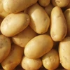 /product-detail/excellent-quality-fresh-potato-price-cheap--50040491616.html