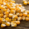/product-detail/high-grade-hot-sale-corn-maize-for-animal-feed-corn-50037811762.html
