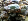IQF seafood frozen mud crab live mud crabs for sale