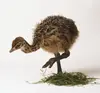 /product-detail/healthy-ostrich-chicks-for-sale-ostrich-chicks-one-month-old-1-6-months-chicks-for-sale-62001927925.html