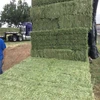 /product-detail/animal-feeding-stuff-alfalfa-hay-for-sale-at-cheap-price-62001113608.html
