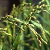 Soil microbes fertilizer provides micro nutrients for rice farming