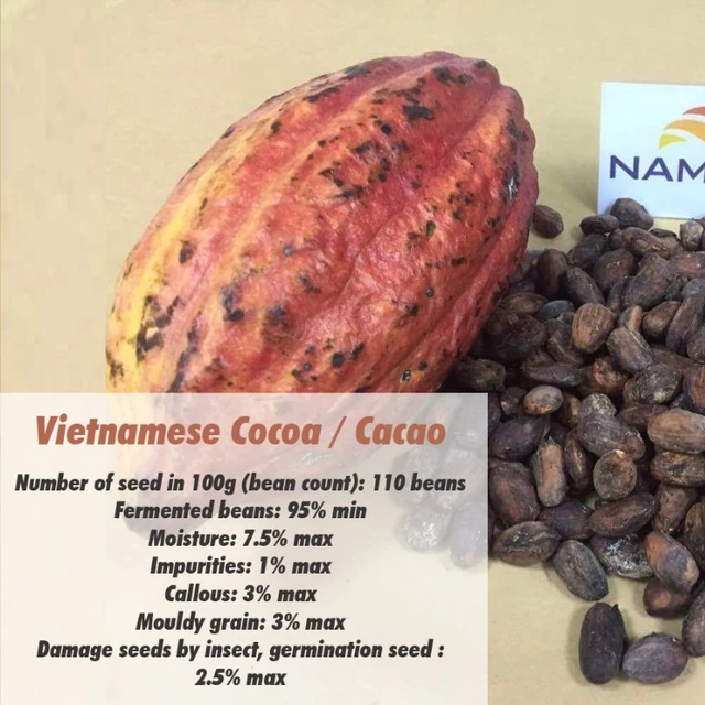 green cocoa beans