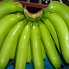 Indian High standard banana for sale