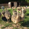 /product-detail/healthy-ostrich-chicks-and-fertile-eggs-50045512822.html