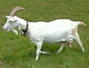 /product-detail/saanen-goats-for-sale-high-quality-milk-production-for-sale-50043138675.html