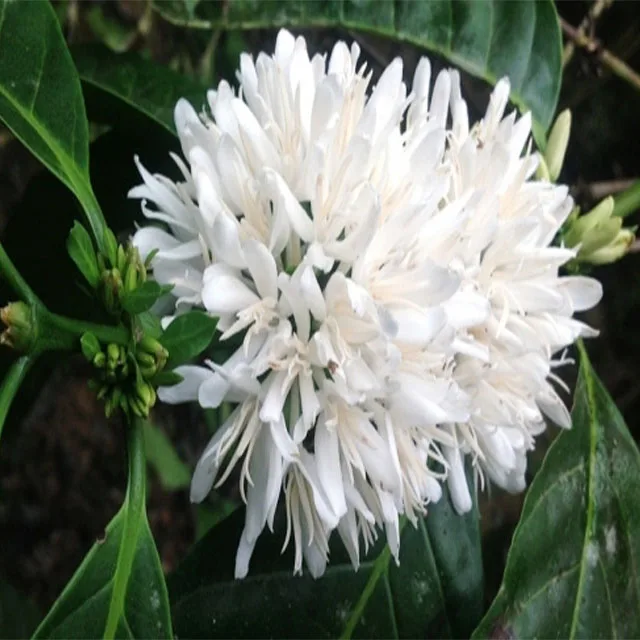 Coffee blossom tea