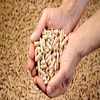 /product-detail/100-pure-natural-rice-husk-indonesia-poland-buyers-import-wood-pellet-62008748759.html