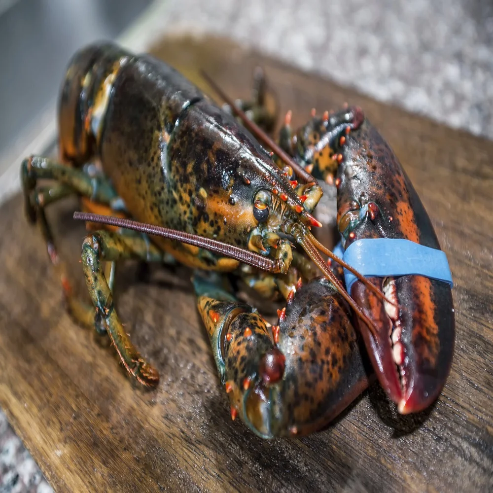 longlegged spiny lobster (panulirus longipes)
