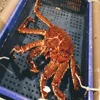 FRESH LIVE AND FROZEN KING CRAB