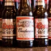 /product-detail/budweiser-beer-5-alcohol-62006106069.html