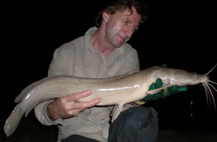 african walkingcatfish1.jpg