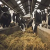 /product-detail/1st-class-pregnant-dutch-holstein-heifers-holstein-heifers-friesian-cattle-aberdeen-angus-fattening-beef-live-dairy-cows-62009225972.html
