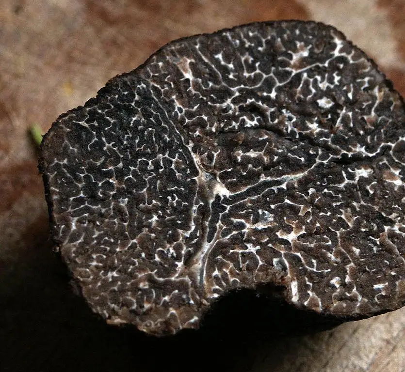 Italian black fresh truffles