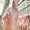 /product-detail/best-of-halal-fresh-buffalo-meat-frozen-beef-omasum-frozen-beef-fast-selling-62002685650.html