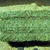 /product-detail/bulk-alfalfa-hay-and-alfalfa-hay-best-price--50032665318.html