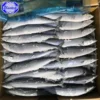 Hot selling frozen pacific Saury for Tuna Bait