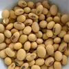 Soyabean, Soyabean Seeds, Soybeans