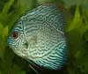/product-detail/ornamental-live-discus-fish-exporter-62006818565.html