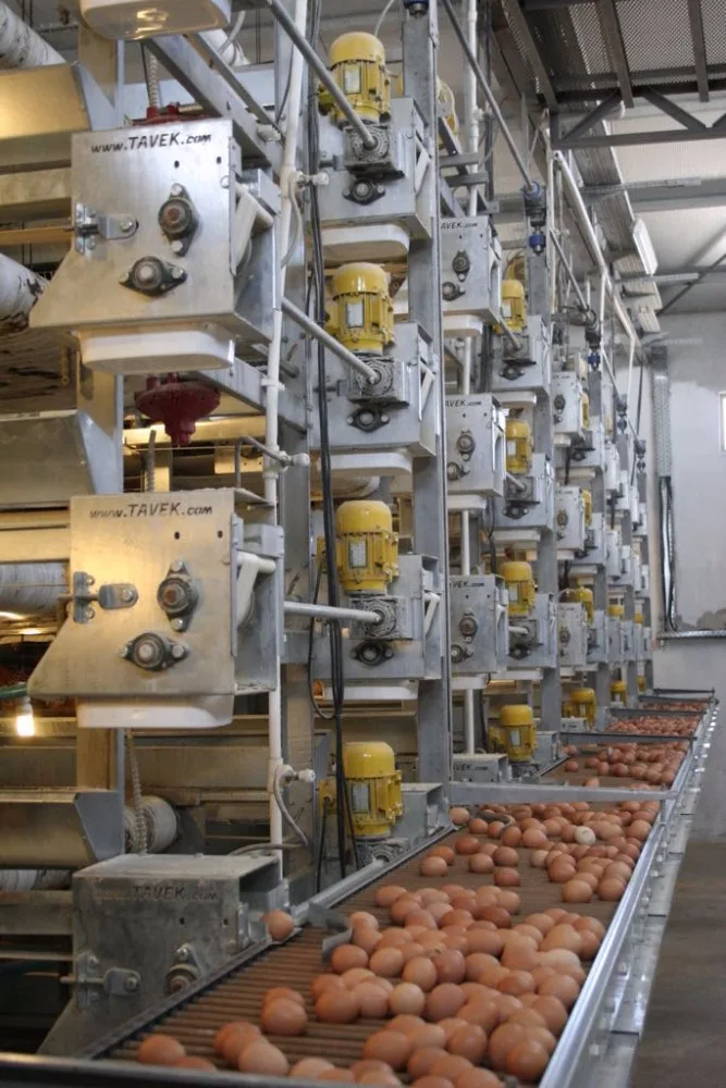 egg layer poultry farm