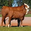 /product-detail/simmental-cattle-beef-cattle-aberdeen-angus-fattening-beef-50045500287.html