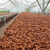 /product-detail/high-grade-dried-raw-cocoa-beans-62001527077.html