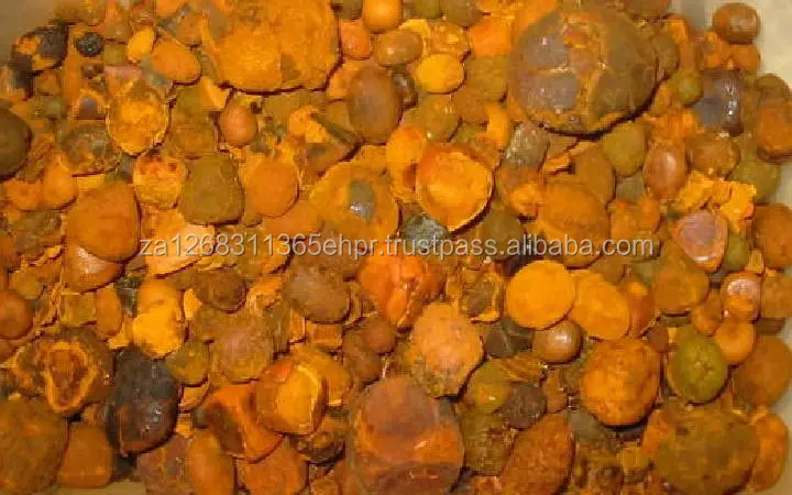 ox gallstones _ cow gallstones_ cattle gallstones