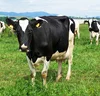 Pregnant Dairy Cattle For Sale / Pregnant Holstein Heifer Cows For Sale