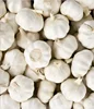 /product-detail/fresh-garlic-50027701829.html