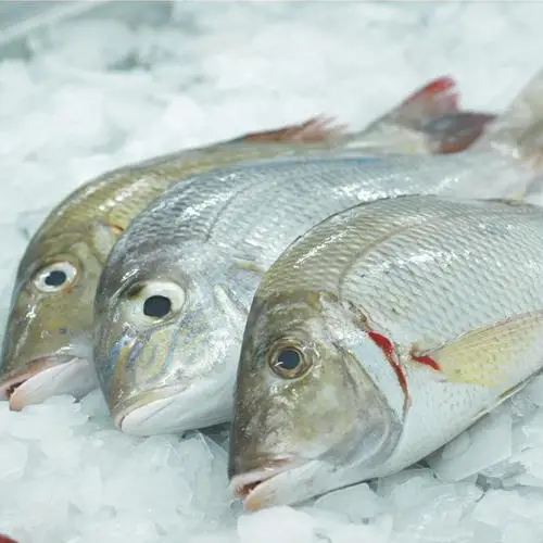 wholesale emperor fish