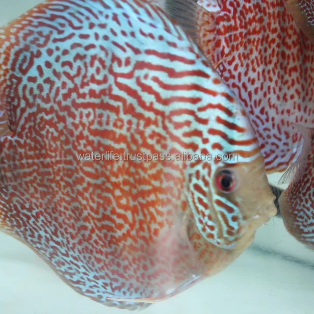 albino discus fish