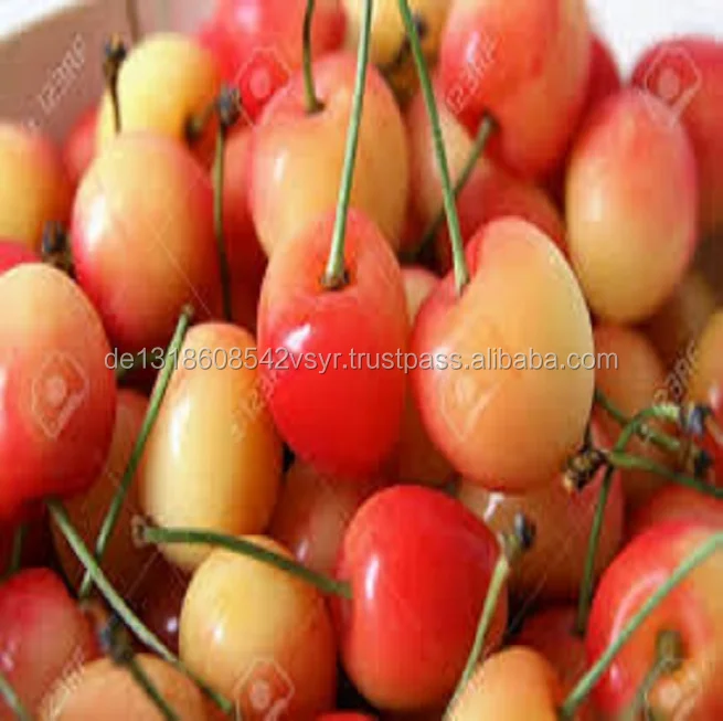 cherries - buy fresh sour cherries,fresh cherry fruit,fresh