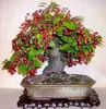 /product-detail/wholesale-indoor-ginseng-ficus-bonsai-50038093180.html