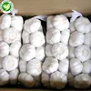 Chinese exporters wholesale natural fresh white garlic