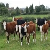 Healthy Live Dairy Cows and Pregnant Holstein Heifers Cow
