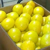 Organically Grown Fresh Lime/Lemon Available for Sale