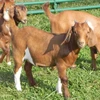 /product-detail/best-price-aberdeen-angus-fattening-beef-live-dairy-cows-pregnant-holstein-heifers-full-blood-boer-goats-for-sale-62001932279.html