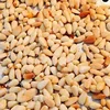 /product-detail/best-quality-wild-dried-pine-nuts-are-on-sale-50038539665.html
