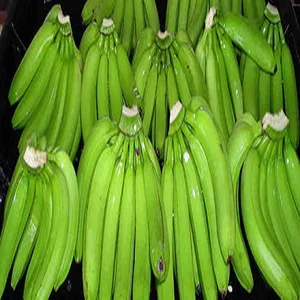 premium fresh dwarf banana/ cavendish banana/plantain banana
