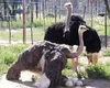 /product-detail/ostrich-chicks-62002451179.html