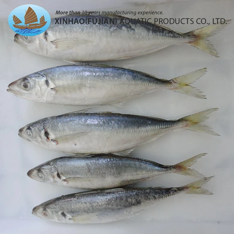 New catch high quality whole round frozen horse mackerel carapau for sale