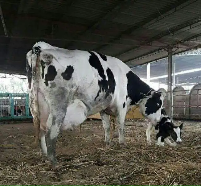 Caliente venta pura sangre embarazada Holstein becerras/las vacas para venta