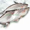 Bangladeshi sweet water cultivated Chilled Pangasius Fish supplier
