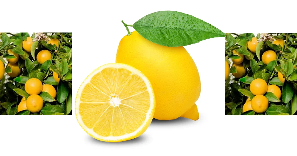 Lemon 1.1 Linkedin Post.png