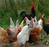 Poultry Bird Flu - Avian Influenza Medicine - Organic Ayurvedic Natural Herbal Supplement