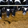 100% Pure breed, bonsmaras, brahmans heifers,calves,Holstein Cow,Boran
