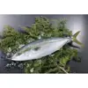Fresh Fish Seafood Frozen Yellow Tail 1000-1500g On Sale