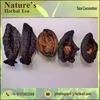 High Quality Dried Frozen Sea Cucumber